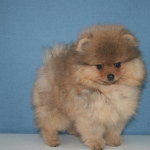 домашние животные на закпз 