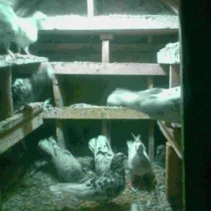 satram ebres 12 dene