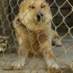 disidi 1 yas5 aydi hele bala vermeyib satilir