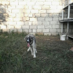 Qafqaz Çobaniti -Alabay