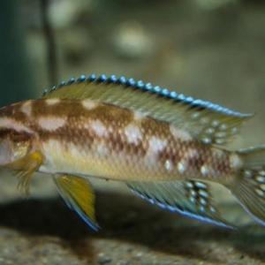 Neolamprologus Buescheri