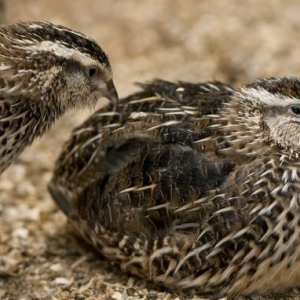 Qırqovul balası Bildirçin Balası