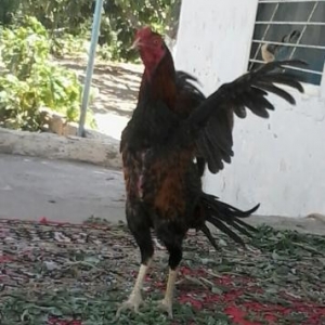 cox gozel heyvandir hec bir qusuru yoxdu davasinada soz ola bilmez