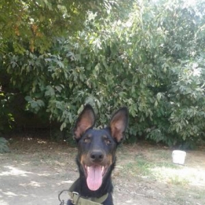 Doberman ve Ovcarka qarışığı