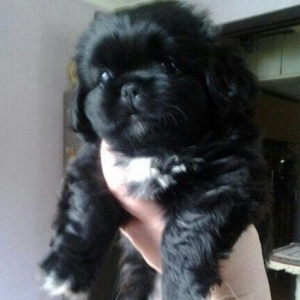 İtlerinn satiwi sifariwi