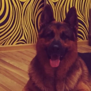 Cute vurmaqa diwi Alman Coban iti (Nemes Ovcarkasi) axtarilir