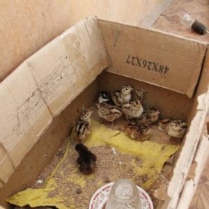 Qirqovul rumun və qafqaz