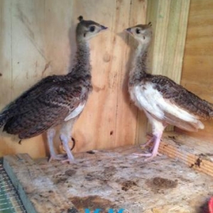 Tovuzquşu balaları satılır.