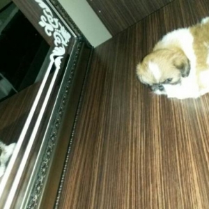 itlerin satiwi balaca boyuk her sorrt