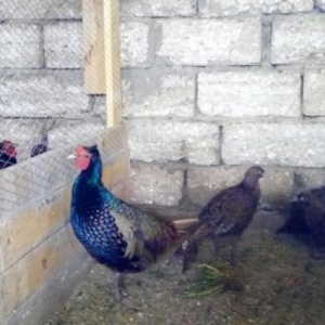 Qirqovul cuceleri ve yumurtalari.Rumin ve Qafqaz c