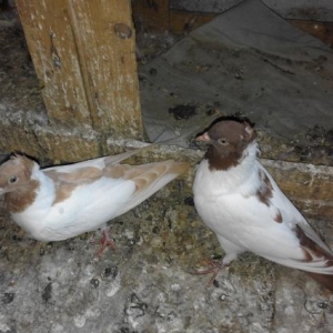 Munasib qiymete manax