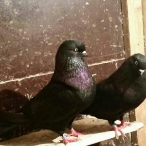 Qara fosfor gözlər