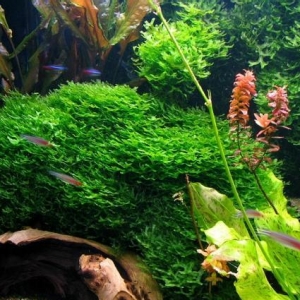 Akvarium bitkiləri alıram