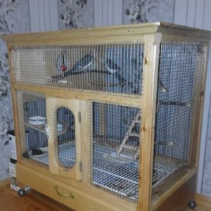 Korella popuqaylari+qefes