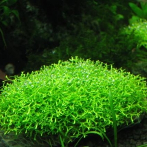 Akvarium bitkiləri alıram