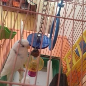 Волнистый попугай,домашний,белый самец