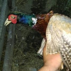 qirqovul satilir 1 boyuk erkek 6 bala