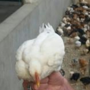 60 günlük kən colpaları