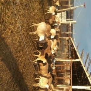 Esl Agcabedi quzusu . Alan aldanmaz , evde danlanmaz!