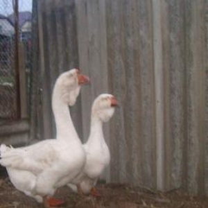 xalmaqor Ve tulski qazlarín tecili satíşí mehd