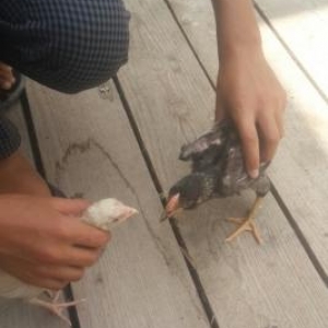 qara temiz  cins  xoruz satilir