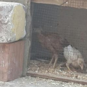 qara temiz  cins  xoruz satilir