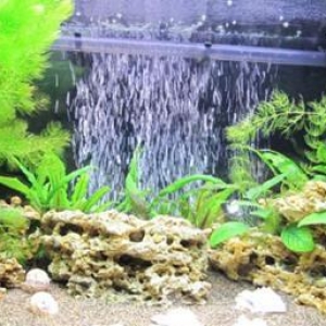 Akvarium Balıqlarla biryerdə