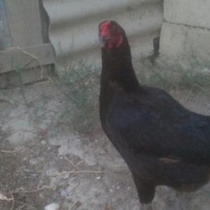 Heyratidan dönme fere