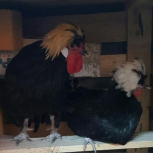 Rahibe toyuqlari satilir