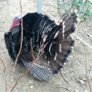 Kanda sortu  hindusqa satiram 2 fere 1 xoruz