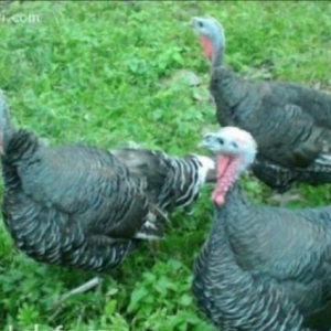 Kanda sortu  hindusqa satiram 2 fere 1 xoruz