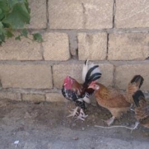 Yaponka xoruz ve toyuq satıram cüt şeklinde