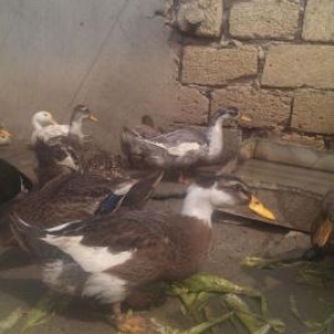 Sesli ve lal quban sortu