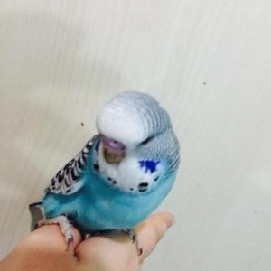 Выставочный попугай