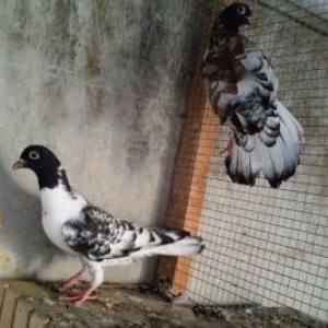 ter termiz  qan efqanka qara bawlar satilir