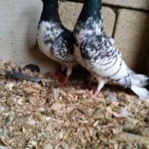 ter termiz  qan efqanka qara bawlar satilir