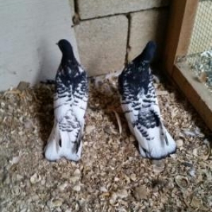 ter termiz  qan efqanka qara bawlar satilir