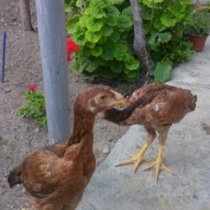 ela heyvanlardi iynesi dermani hamisi verilir