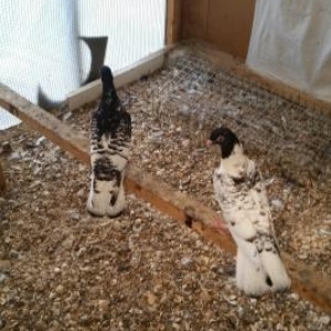 ter termiz  qan efqanka qara bawlar satilir