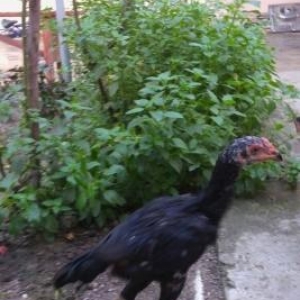 ela heyvanlardi iynesi dermani hamisi verilir