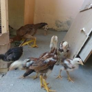 ela heyvanlardi iynesi dermani hamisi verilir