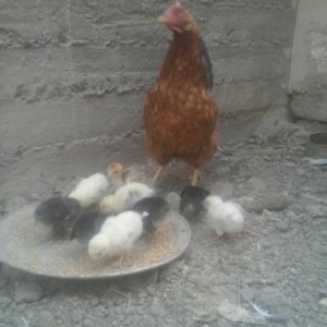 15 gunlük cücələr anası ilə