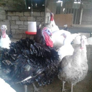 Rusiya hinduwka yumurtalari ve cuceler