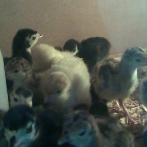 Rusiya hinduwka yumurtalari ve cuceler