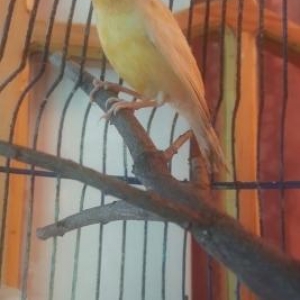 Bul bul erkey oxuyan