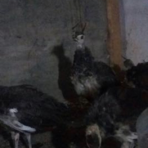 3 ayliq bala tovuzquwlari