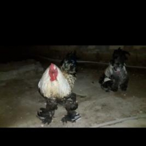 Temiz Brama Xoruzlari Satilir 10 ayliq