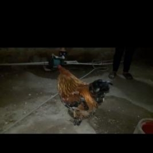 Temiz Brama Xoruzlari Satilir 10 ayliq