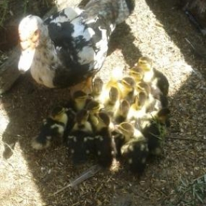 lal ordey etliy super sort altinda balalari ile sa