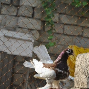 Dekorativ goyercinler